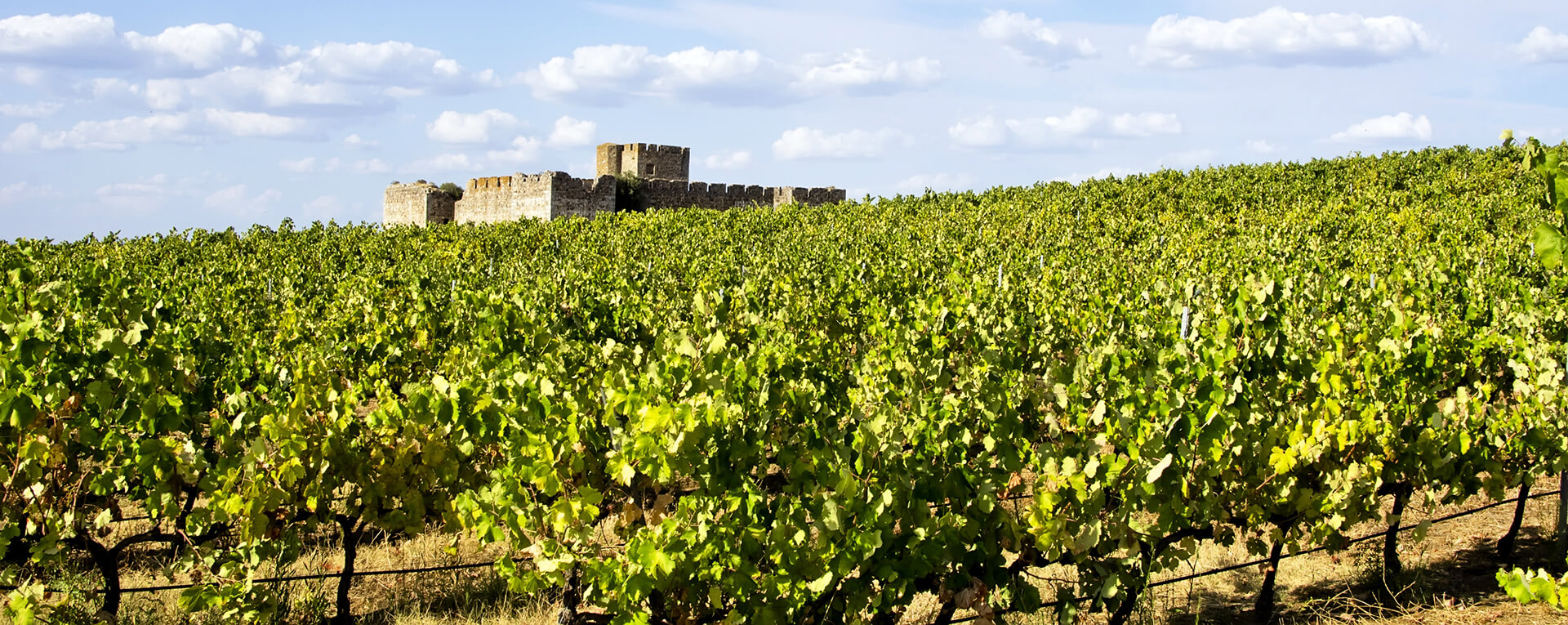 Vista panorâmica da região do Alentejo com campos e vinhas
