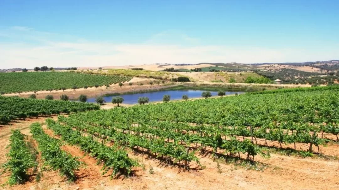 Paisagem rural do Alentejo com campos dourados e oliveiras